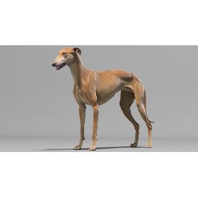 3D Greyhound model